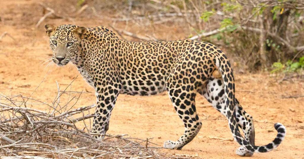 leopard_in_udawalawe_national_park