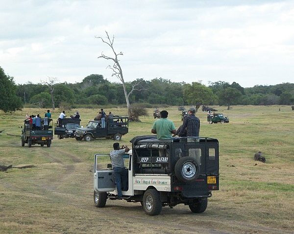 Minneriya_national_park_safari