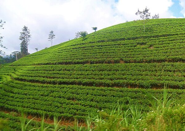 Tea_Estate_Nuwara_Eliya