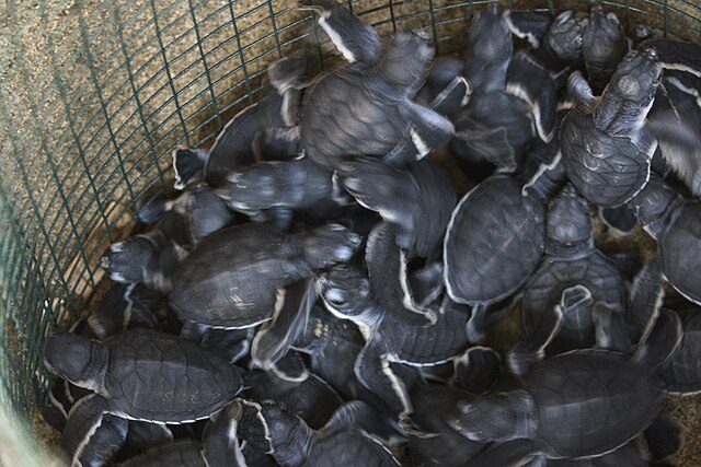 the Sea Turtle Hatchery