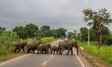 habarana sri lanka