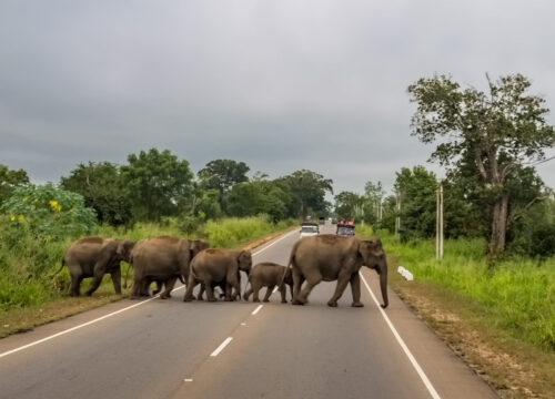 Sri Lanka Adventure & Serenity Tour (9-Day)