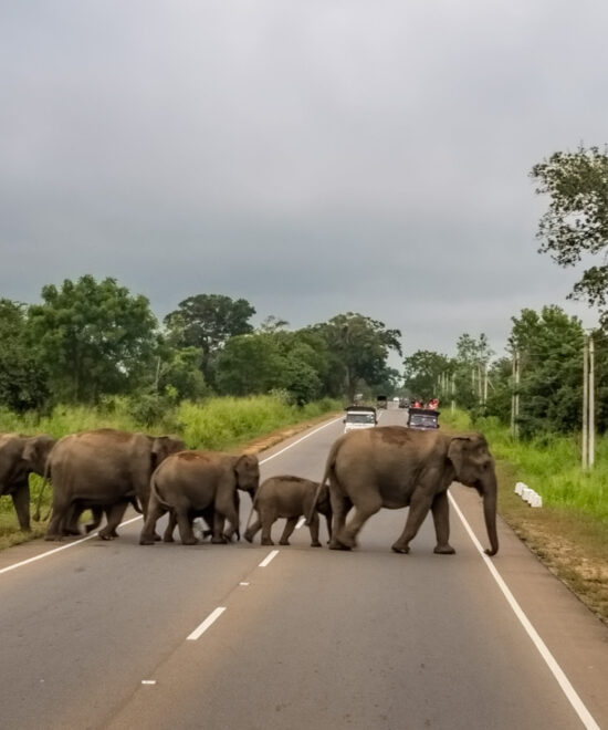 Sri Lanka Adventure & Serenity Tour (9-Day)