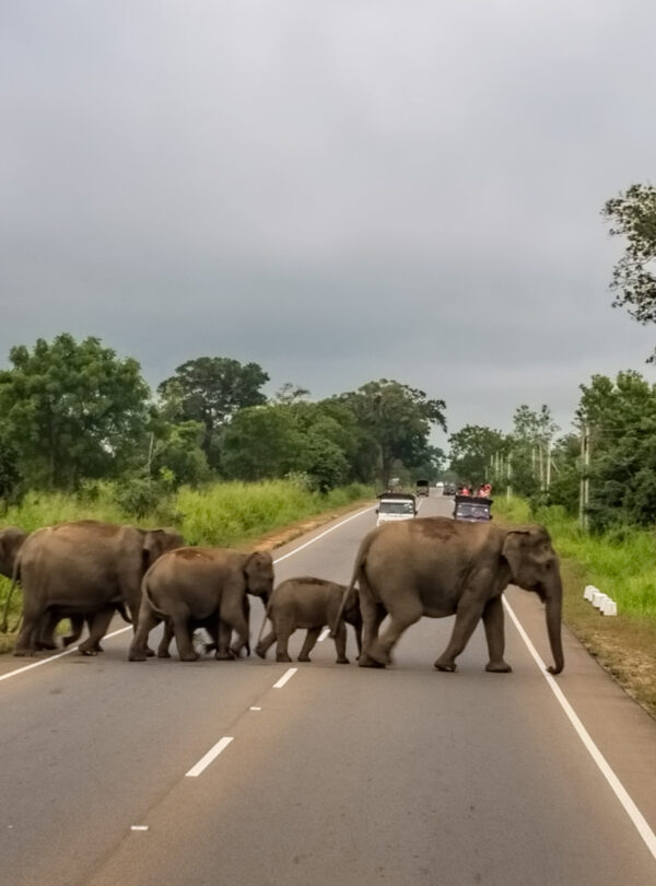 habarana sri lanka