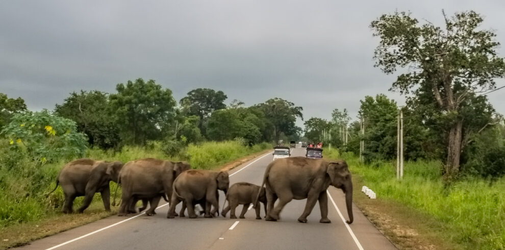 habarana sri lanka