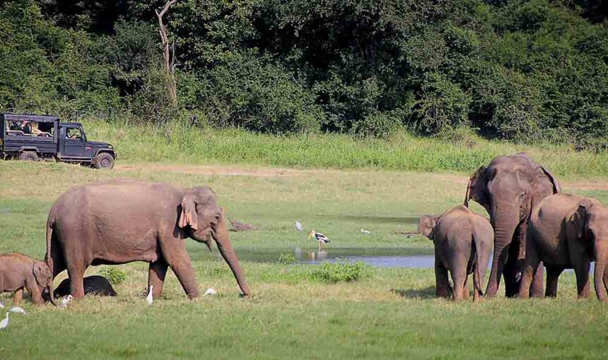  Ancient Ceylon Discovery (11-Day)