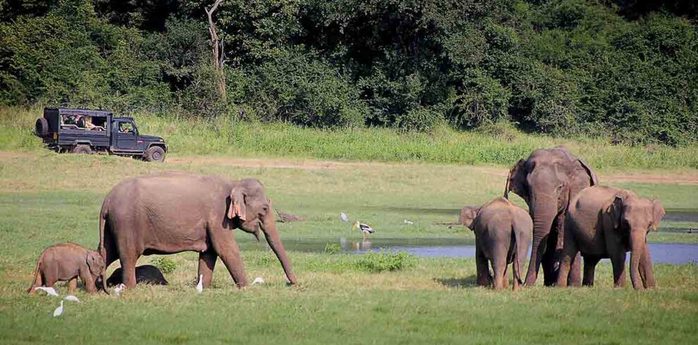 minneriya jeep safari