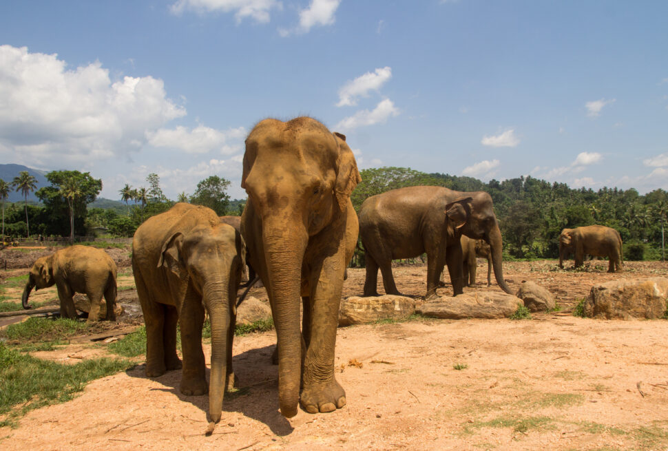 Pinnawala Elephant Orphanage