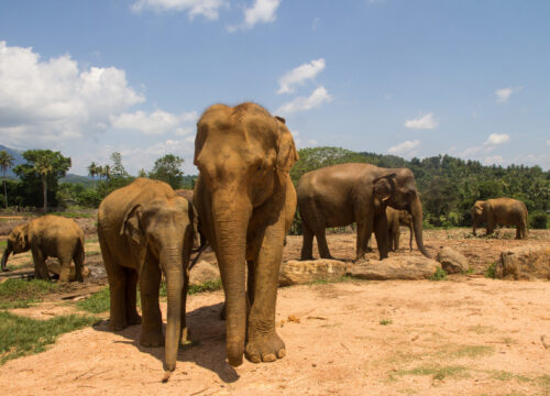 The Pinnawala Elephant Orphanage in Sri Lanka.