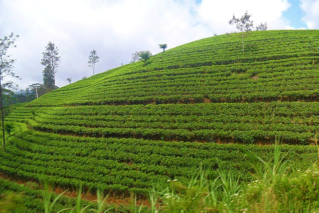 Tea Estate Nuwara Eliya Sri Lanka