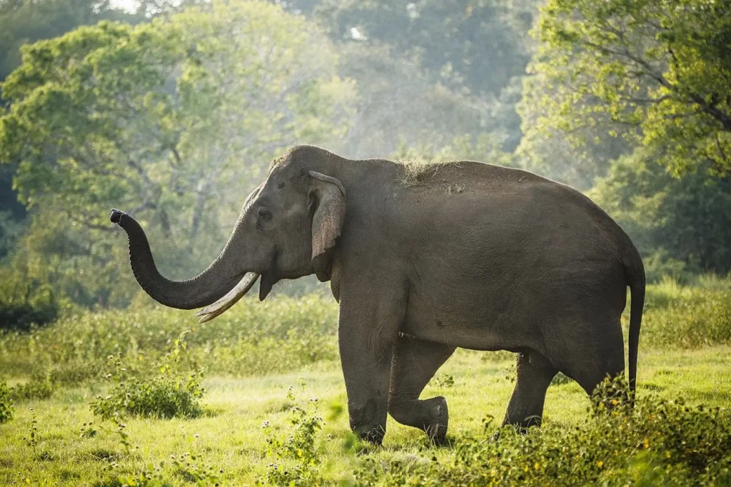 Elephant in Sri Lanka