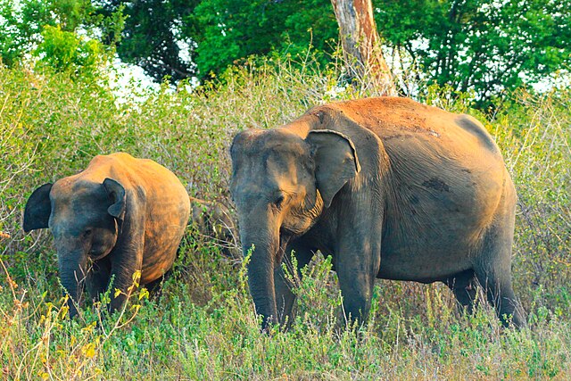 elephants in udawalawa nathional park sri lanka