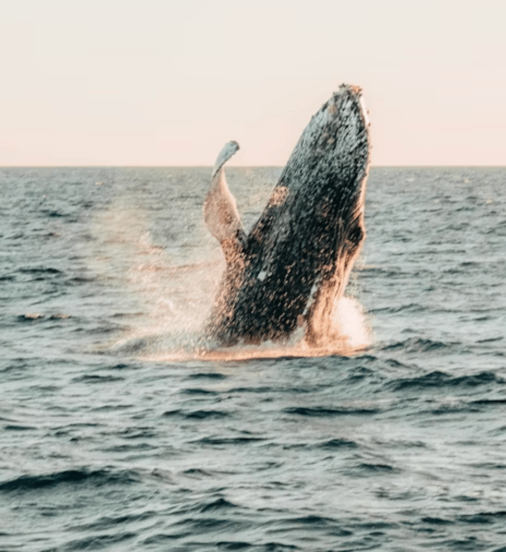 Witness Giants of the Ocean