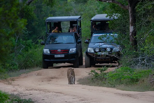 Safari & Nature Encounters