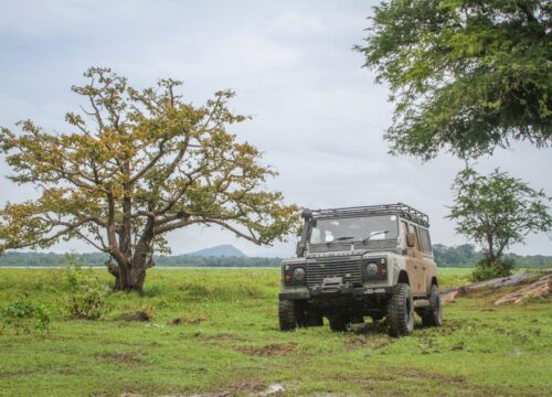 Top Wildlife Safaris in Sri Lanka to Experience in January