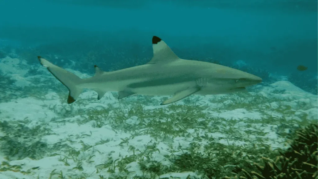 “Blacktip reef shark spotted during snorkeling at Pigeon Island Sri Lanka”