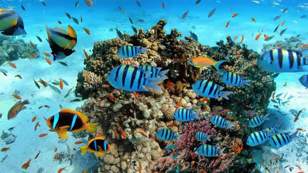“Colourful coral reefs and tropical fish while snorkeling at Pigeon Island Sri Lanka”