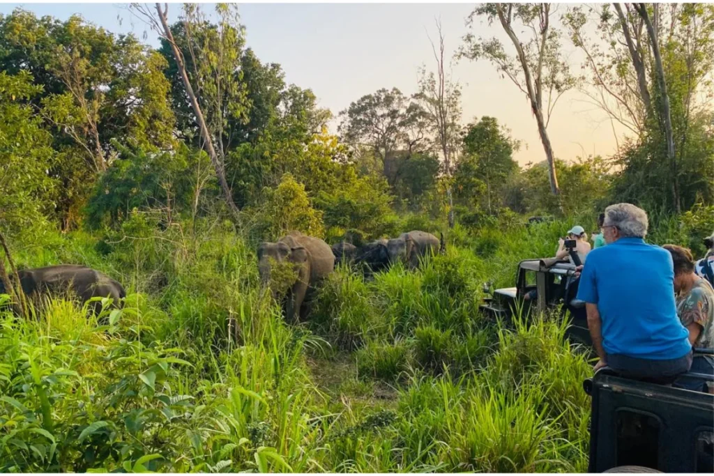 eco Hurulu national park elephant safari
