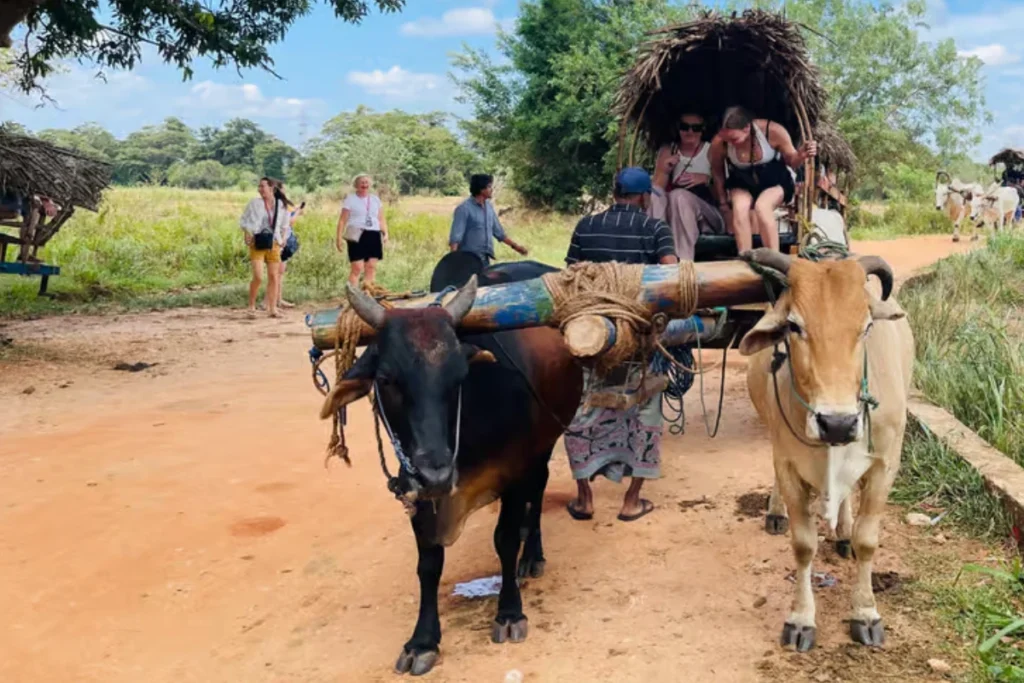 habarana village experinece by bull cart