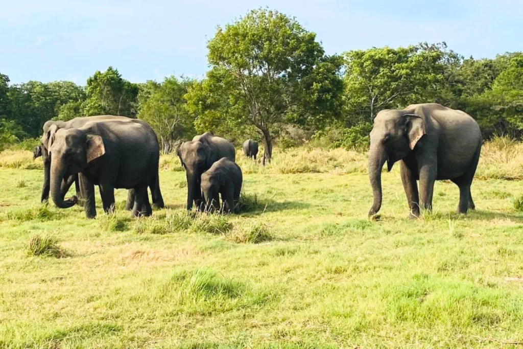 Minneriya elephant gatharing