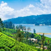 Hiker walking through tea country on the Pekoe Trail in Sri Lanka