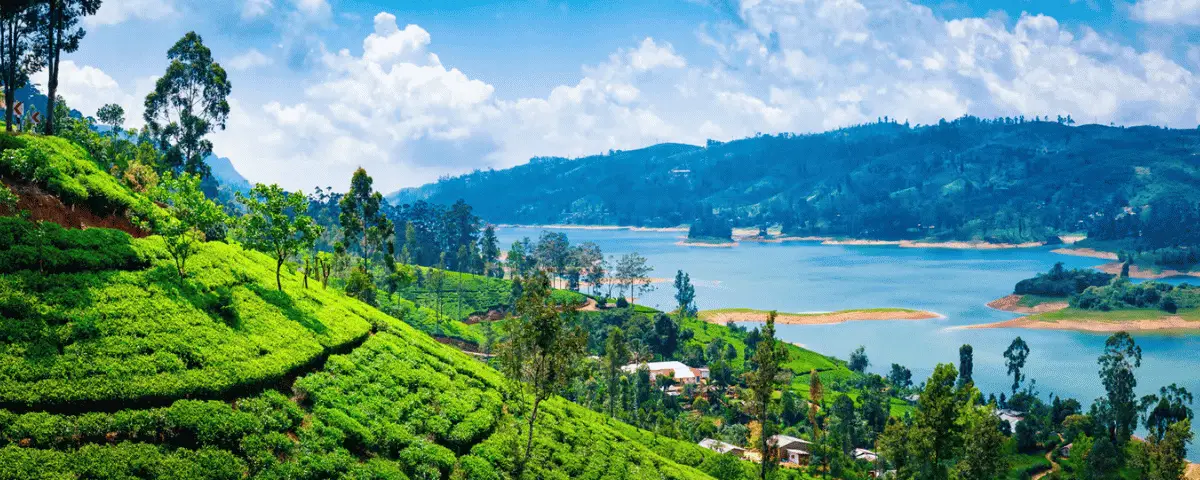 Hiker walking through tea country on the Pekoe Trail in Sri Lanka